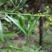 Flagellaria indica L.